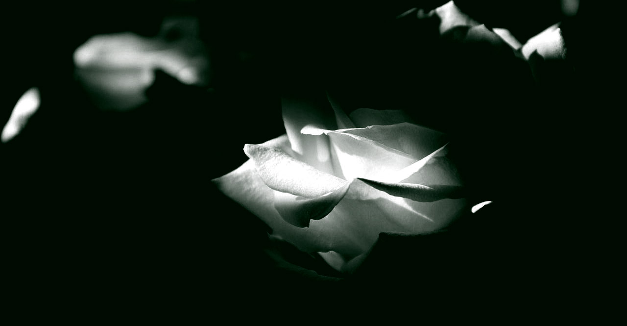 Decesos prima única